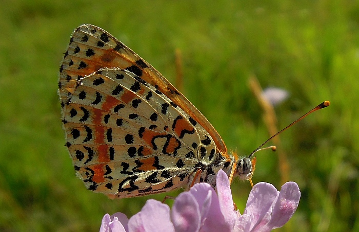 melitaea ...?